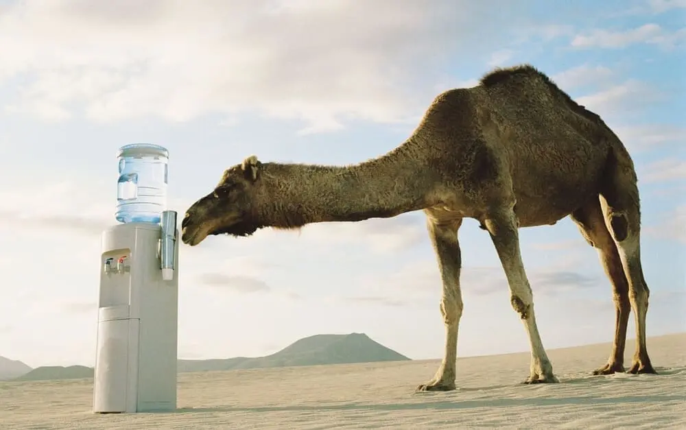 camel water dispenser - ExportSet